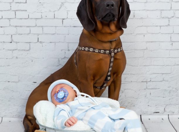 sedinta foto nou nascut cu catel